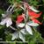 Pelargonium x hortorum 'Vectis Glitter' (stellartype)