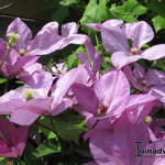 Clematis viticella 'Margaret Hunt'  - 