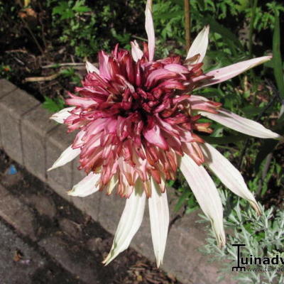 Echinacea purpurea 'Strawberry Shortcake' - 