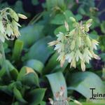 Galtonia viridiflora - Ornithogalum viridiflorum