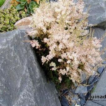 Astilbe glaberrima var. saxatilis