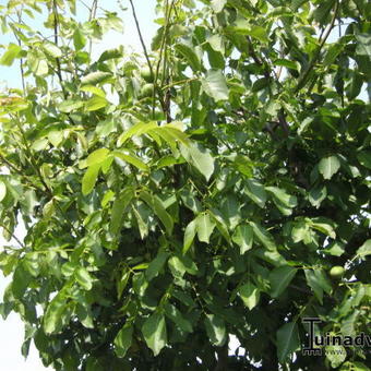 Juglans regia 'Broadview'