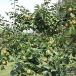 Malus domestica 'Blenheim Orange'  - 