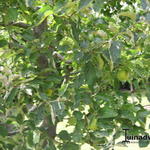 Malus domestica 'Granny Smith' - 