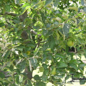 Malus domestica 'Granny Smith'