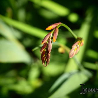 Crocosmia x crocosmiiflora 'Emily McKenzie'