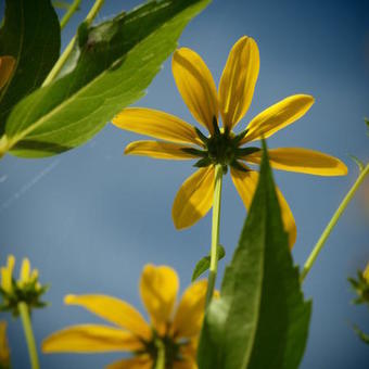 Rudbeckia nitida