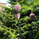 Allium 'Summer Drummer' - 