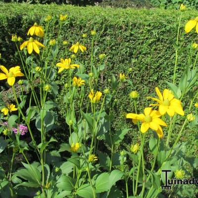 Rudbeckia nitida - 