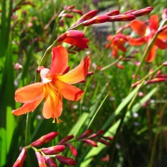 Crocosmia x crocosmiiflora 'Carmin Brillant'