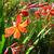 Crocosmia x crocosmiiflora 'Carmin Brillant'