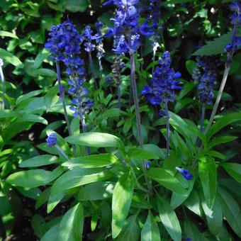 Salvia farinacea