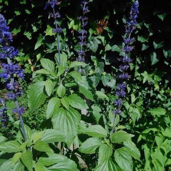 Salvia 'Mystic Spires Blue'