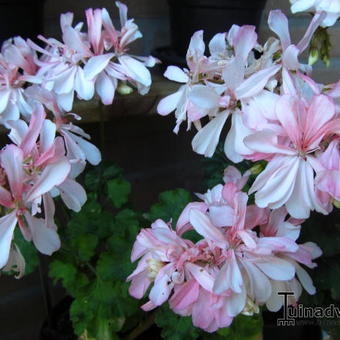 Pelargonium 'Honeywood Suzanne'