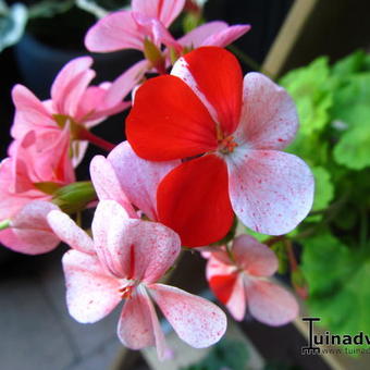 Pelargonium 'Bildeston Speckled'