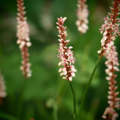 Persicaria amplexicaulis 'Rosea' - Persicaria amplexicaulis 'Rosea'