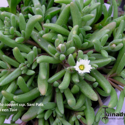 Delosperma from Sani Pass - 