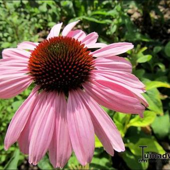 Echinacea purpurea 'Magnus'