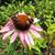 Echinacea purpurea 'Magnus'