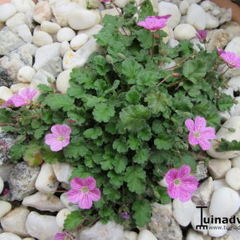 Erodium x variabile 'Bishop's Form'