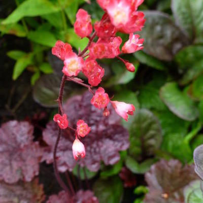 Heuchera 'Bella Notte'  - 