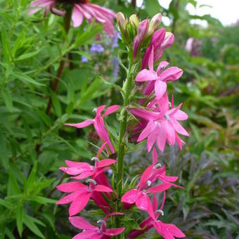 Lobelia x speciosa 'Monet Moment'