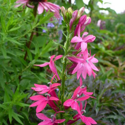 Lobelia x speciosa 'Monet Moment' - 