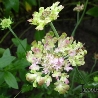 Scabiosa 'Miss Havisham'