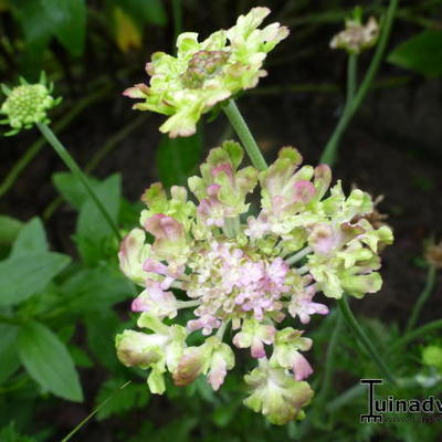 Scabiosa 'Miss Havisham' - 