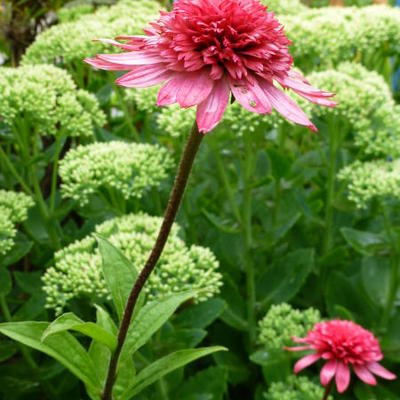 Echinacea purpurea 'Raspberry Truffle' - 