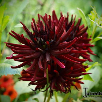 Dahlia 'Nuit d’Eté'