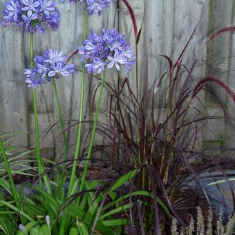 Agapanthus 'Bluety'