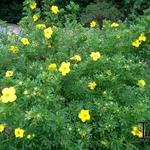 Potentilla fruticosa 'Goldfinger' - 