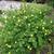 Potentilla fruticosa 'Goldfinger'