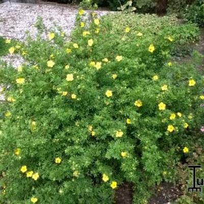 Potentilla fruticosa 'Goldfinger' - 