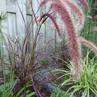 Pennisetum advena 'Summer Samba'