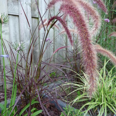 Pennisetum advena 'Summer Samba' - 