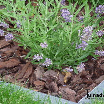 Lavandula angustifolia 'Felice'