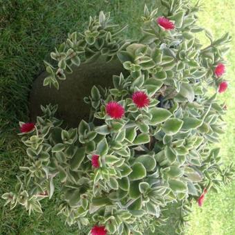 Dorotheanthus bellidiformis 'Mezoo Trailing Red'