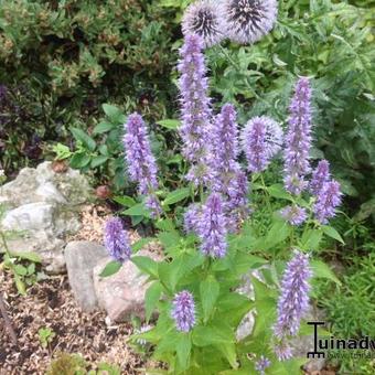 Agastache 'Blue Fortune'