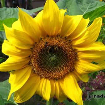 Helianthus annuus