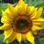 Helianthus annuus