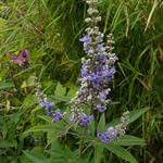 Vitex agnus-castus - Mönchspfeffer