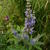 Vitex agnus-castus