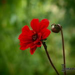 Dahlia 'Bishop  of Llandaff' - Dahlia 'Bishop of Llandaff'