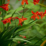 Crocosmia x crocosmiiflora 'Carmin Brillant' - 