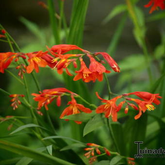 Crocosmia x crocosmiiflora 'Carmin Brillant'