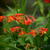 Crocosmia x crocosmiiflora 'Carmin Brillant'