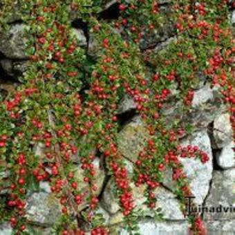 Cotoneaster procumbens 'Queen of Carpets'