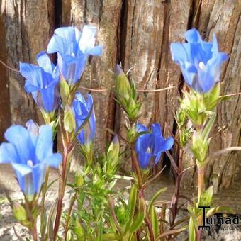 Gentiana 'True Blue'